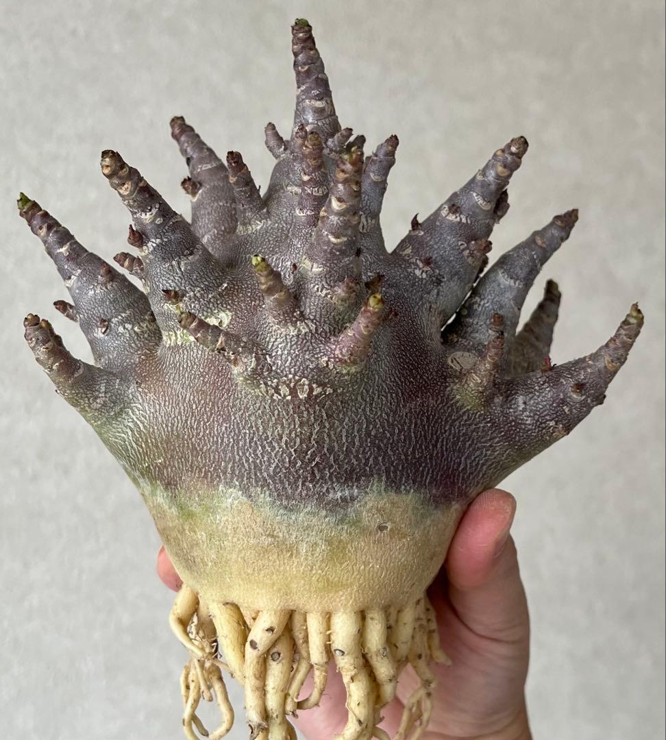 【激レア/ブラックスキン/ドワーフ/極太 】アデニウム ガラメー ④