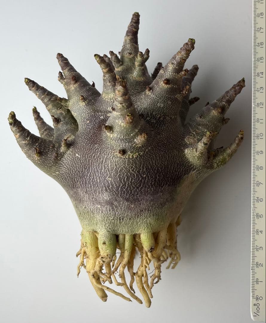 【激レア/ブラックスキン/ドワーフ/極太 】アデニウム ガラメー ④