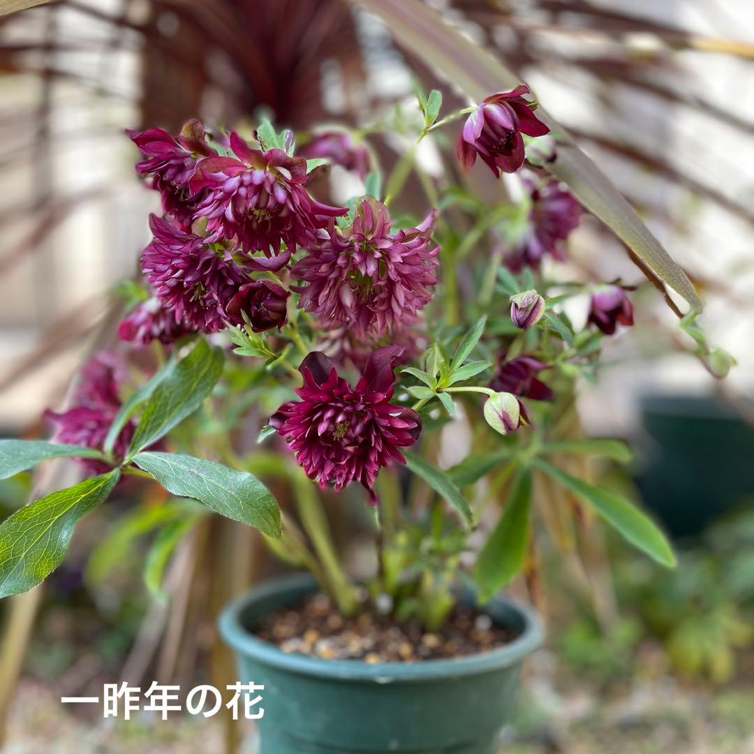 7 広瀬園芸 クリスマスローズ クレオパトラリバーシブルレッド　株分