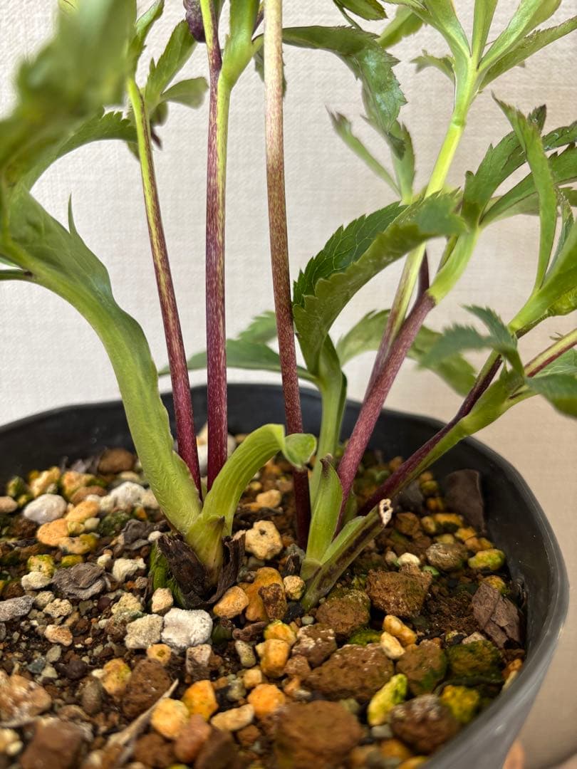 7 広瀬園芸 クリスマスローズ クレオパトラリバーシブルレッド　株分