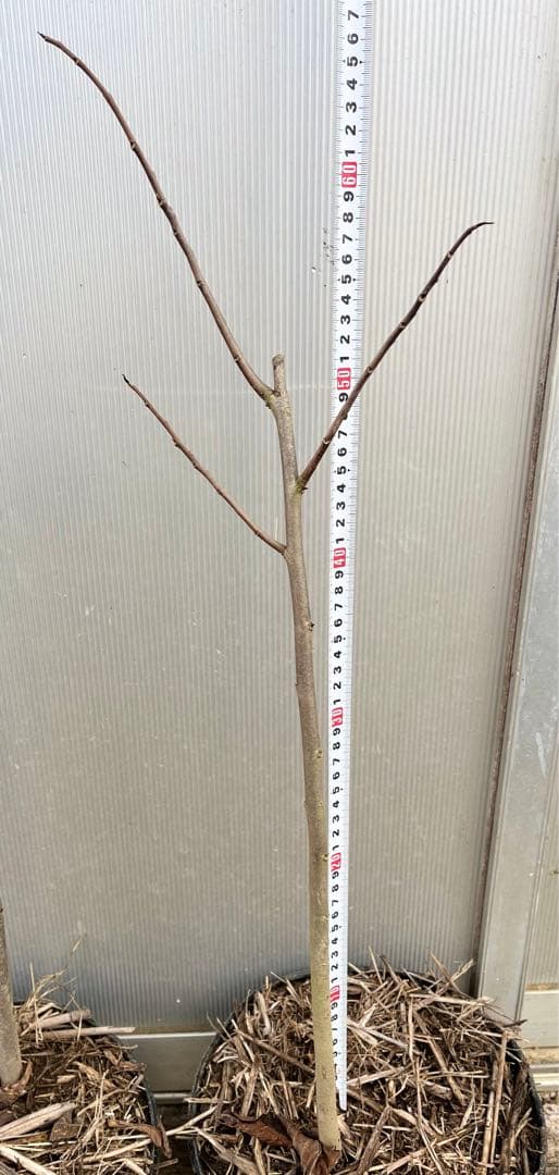 優秀ポポー 4年生(実生)苗木 1本　送料無料