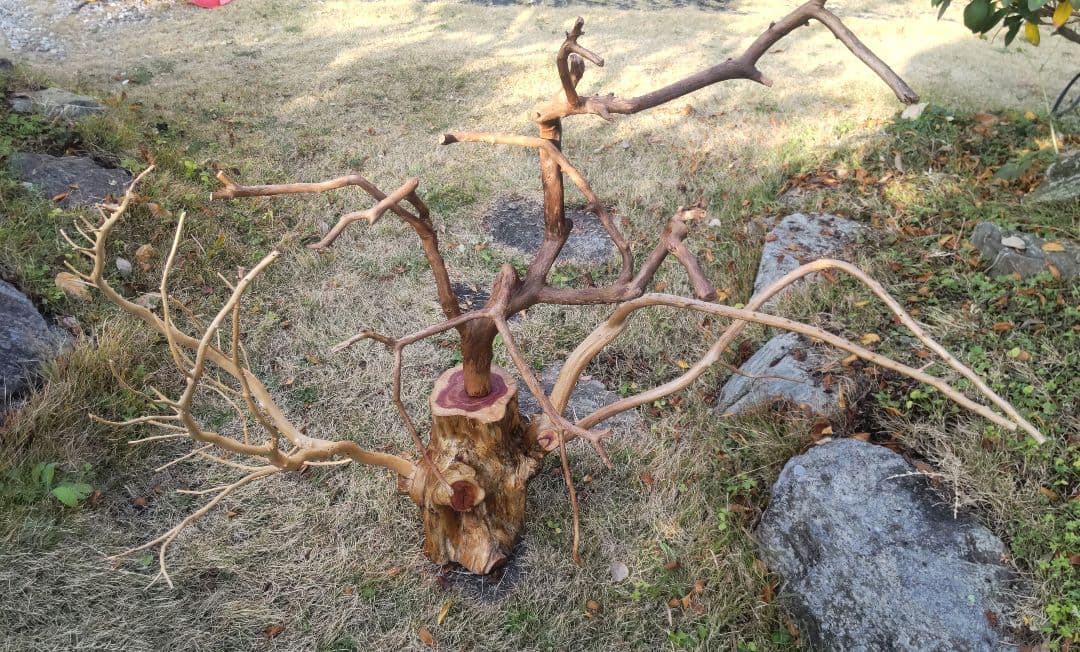 バードアスレチック　鳥用止まり木