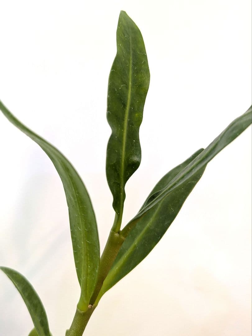 ミルメフィツム セレビクム ブキドノン マライバライ アリ植物