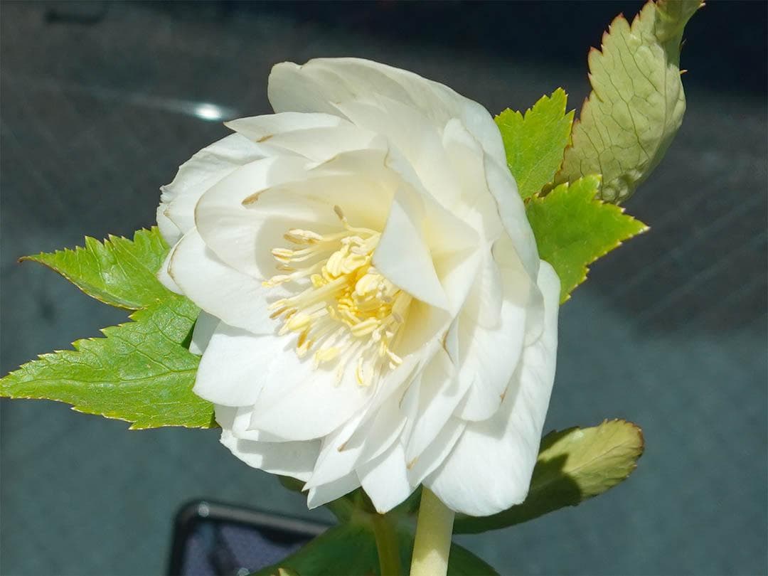 クリスマスローズ dd ホワイトゴールド グロッシーカラー 純白花