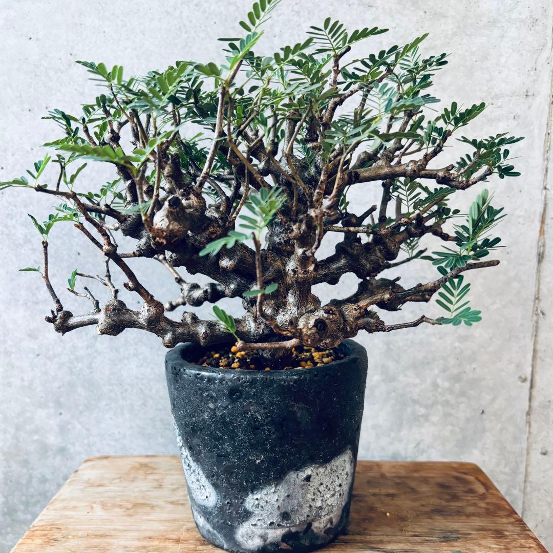 Masaさん専用グラキリス＋センナメリディオナリス