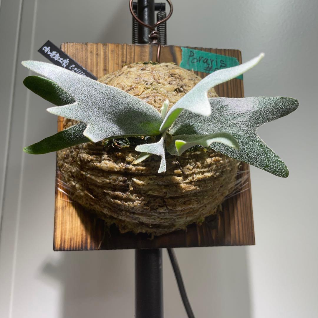 ビカクシダ P.willinckii Polaris ポラリス　子株　#6