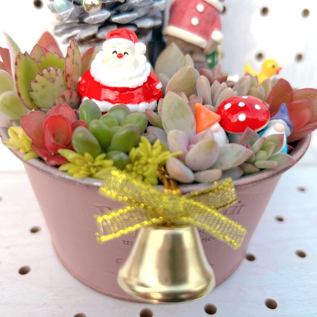 メルカリ便♫多肉植物寄せ植え♫そのまま飾れる♫くまさんサンタのプレゼント