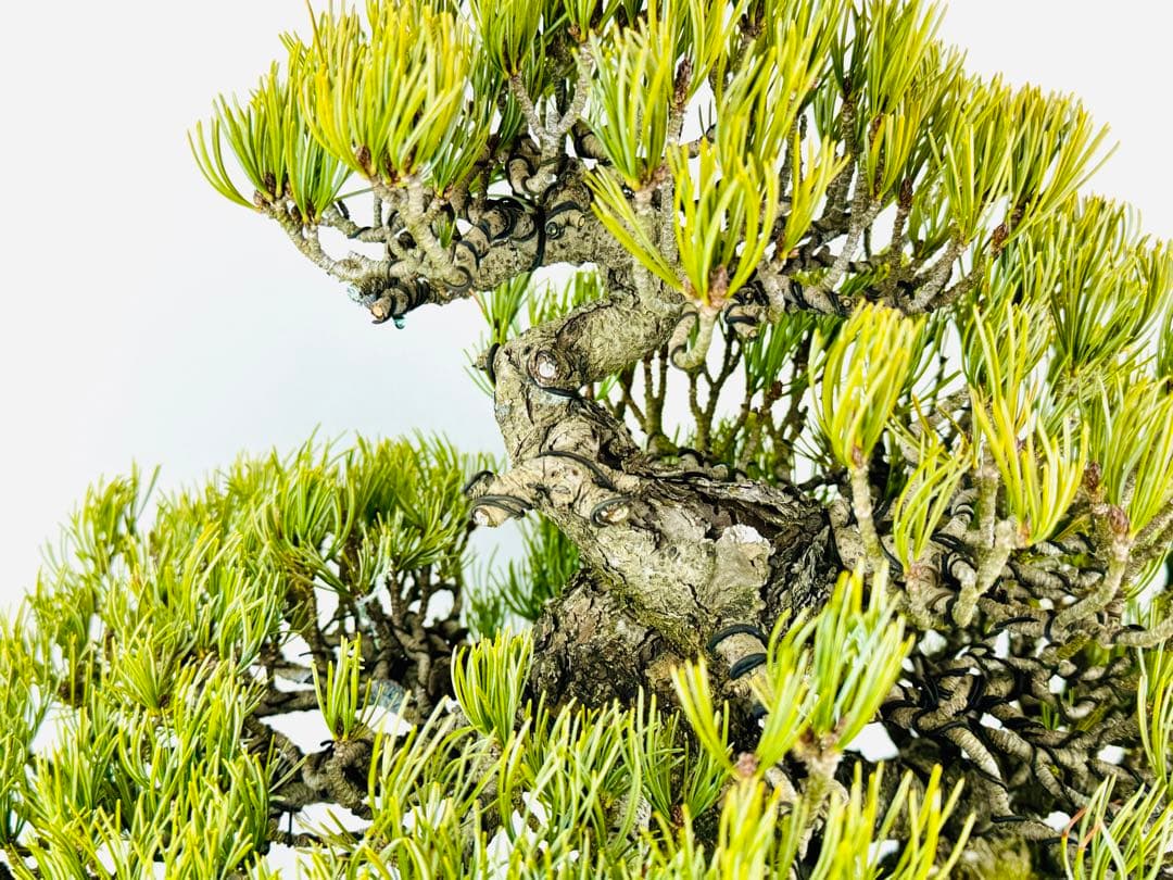 五葉松盆栽【5】