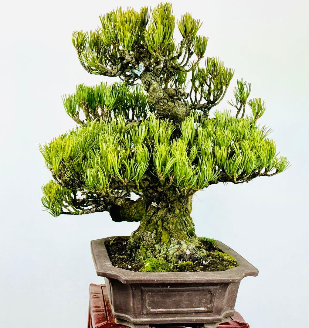 五葉松盆栽【5】