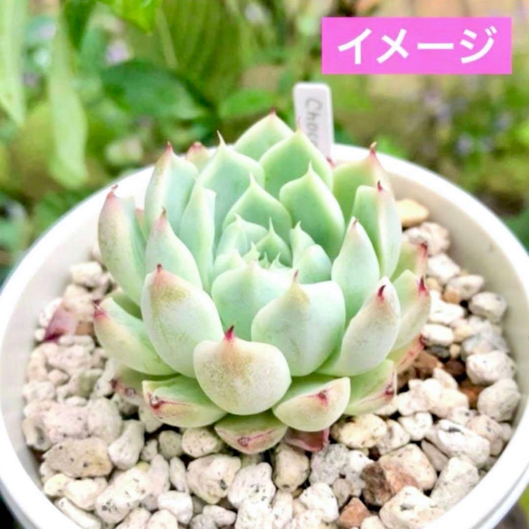 【激レア@2980】チョココーラ(3頭)