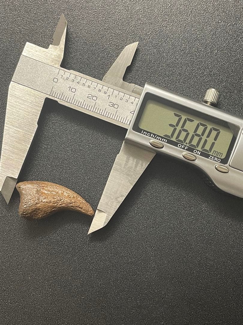 アンズ　爪化石　化石　地獄の鶏