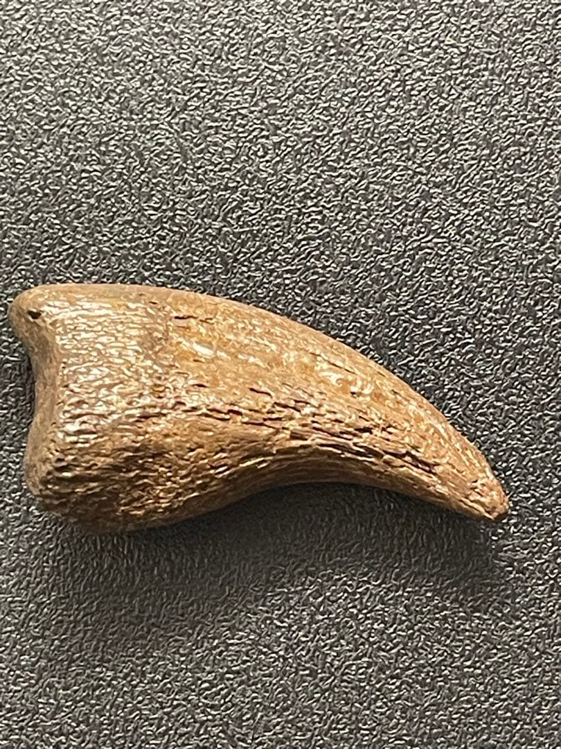 アンズ　爪化石　化石　地獄の鶏