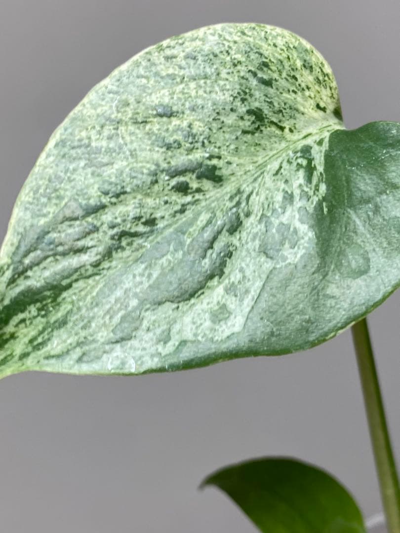 ②【セール‼️】モンステラ　デリシオーサ　バルバソー　フシギダネ/ ベトシオーサ