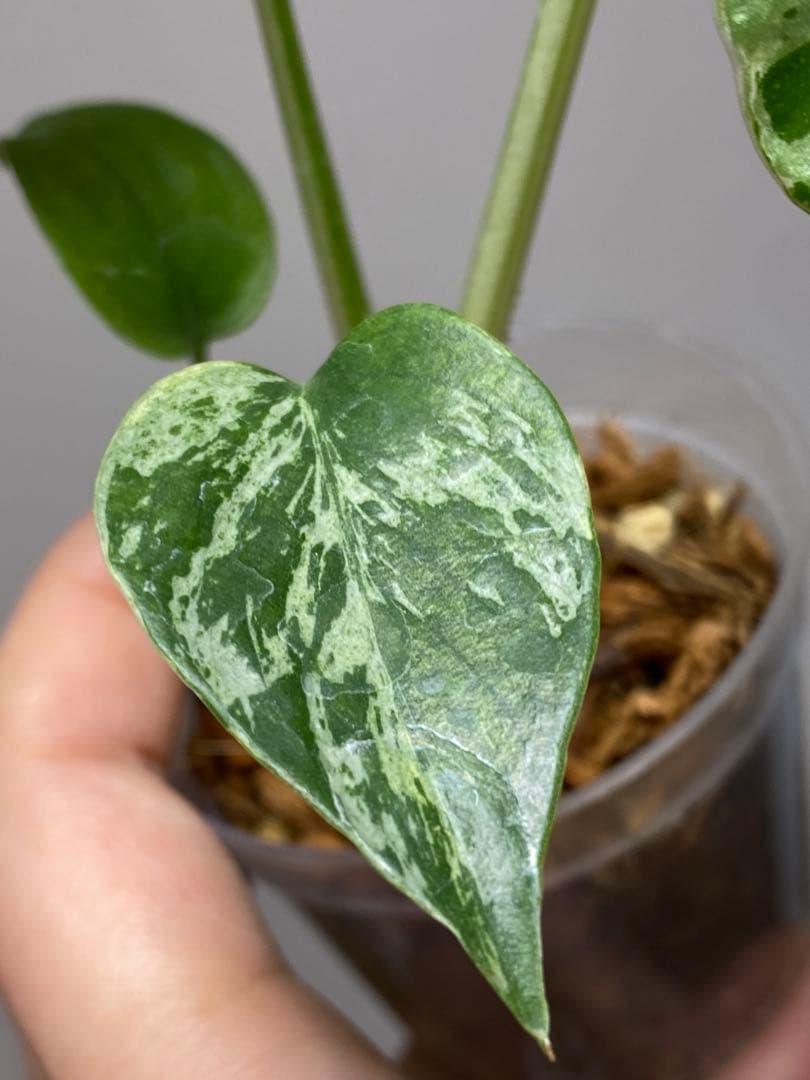 ②【セール‼️】モンステラ　デリシオーサ　バルバソー　フシギダネ/ ベトシオーサ