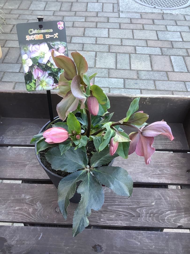 さかえ‼️氷の薔薇シリーズ　クリスマスローズ＊ビアンコ