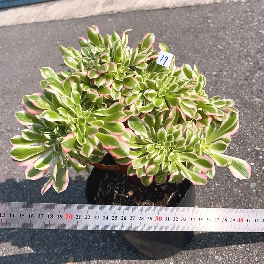 17#多肉植物❤️アエオニウム錦❤️ ピンクウィッチ セッカ❤️1大頭27cm拔き苗