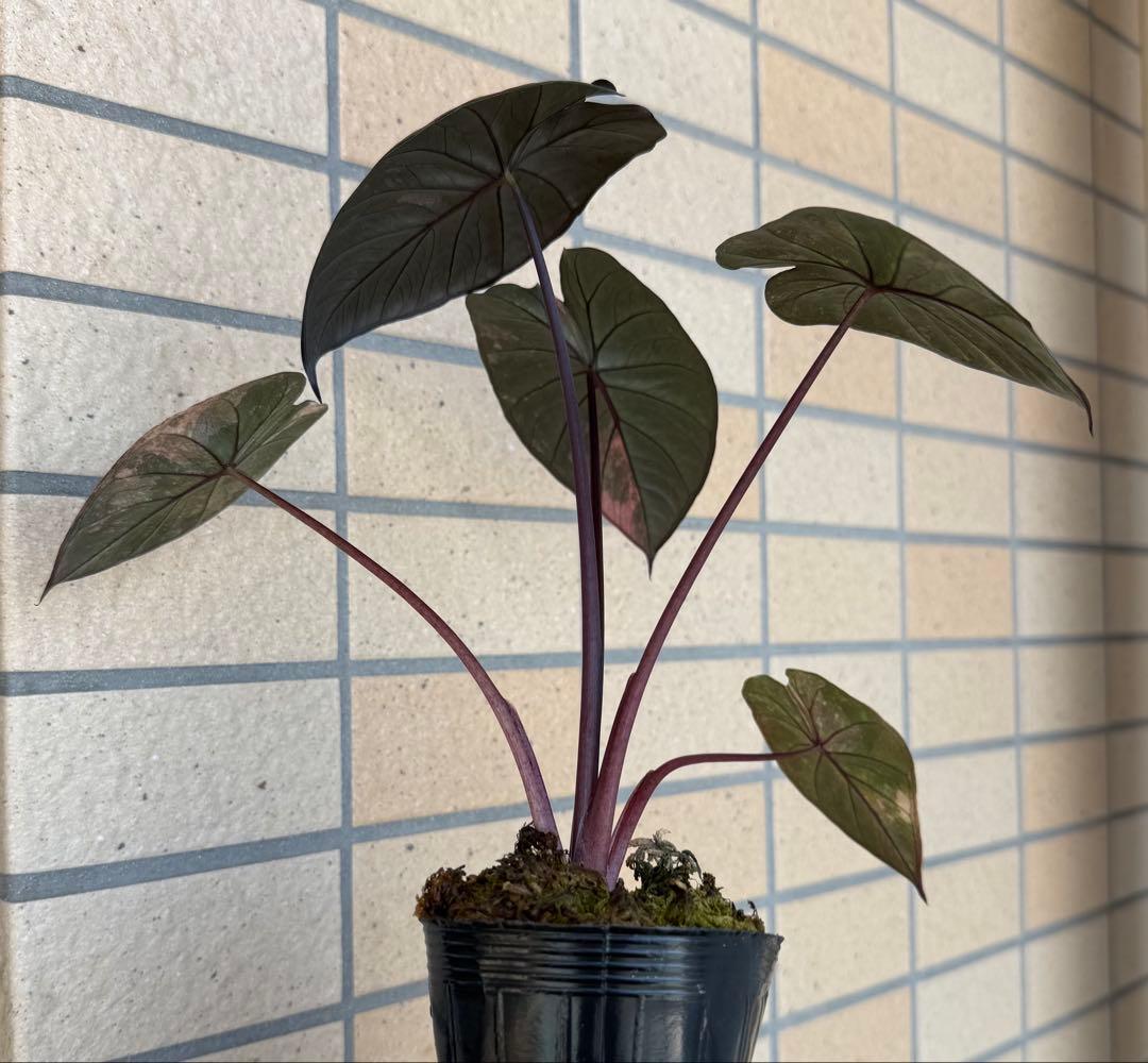 希少　アロカシア ピンクセレンディピティ 斑入り　鉢ごとメルカリ便