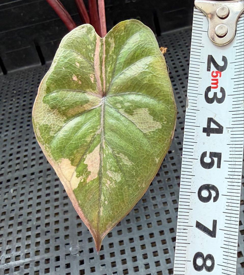 希少　アロカシア ピンクセレンディピティ 斑入り　鉢ごとメルカリ便