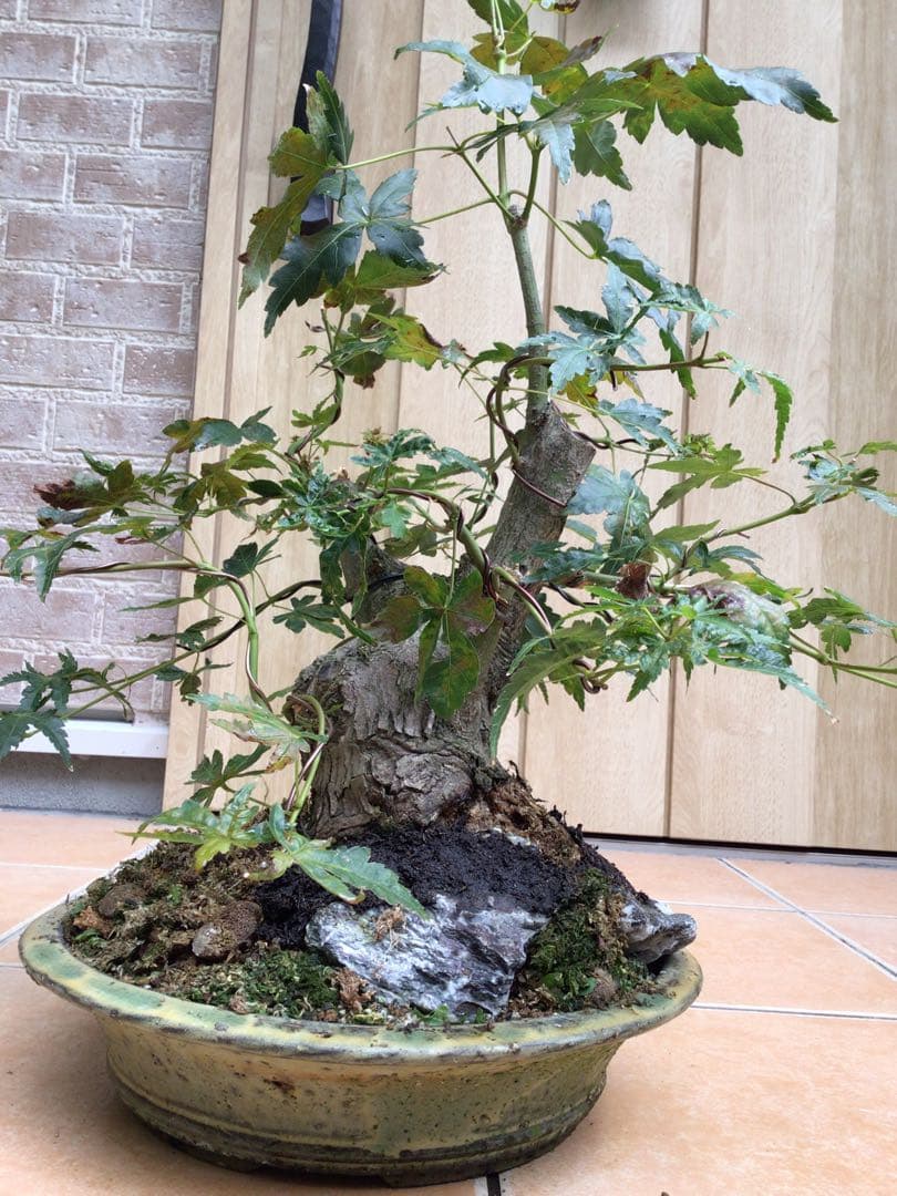 山モミジ盆栽