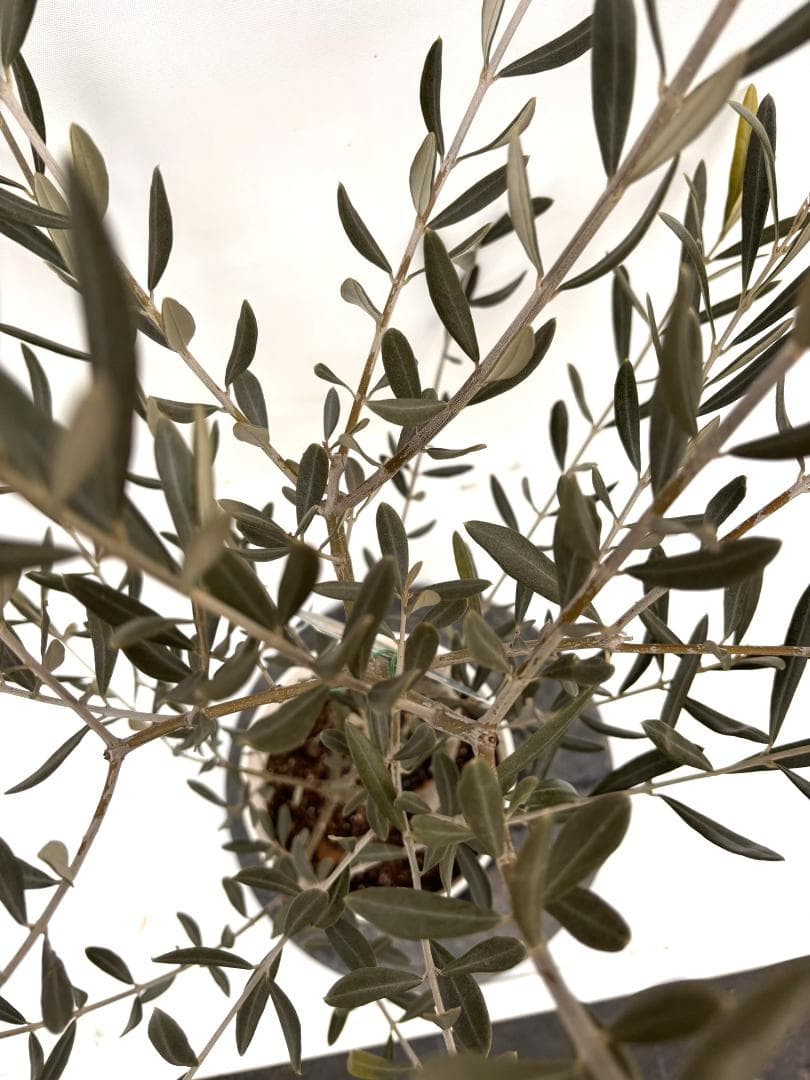 オリーブの木　ブラックイタリアン　7号　約120cm　K-310　希少　現品掲載