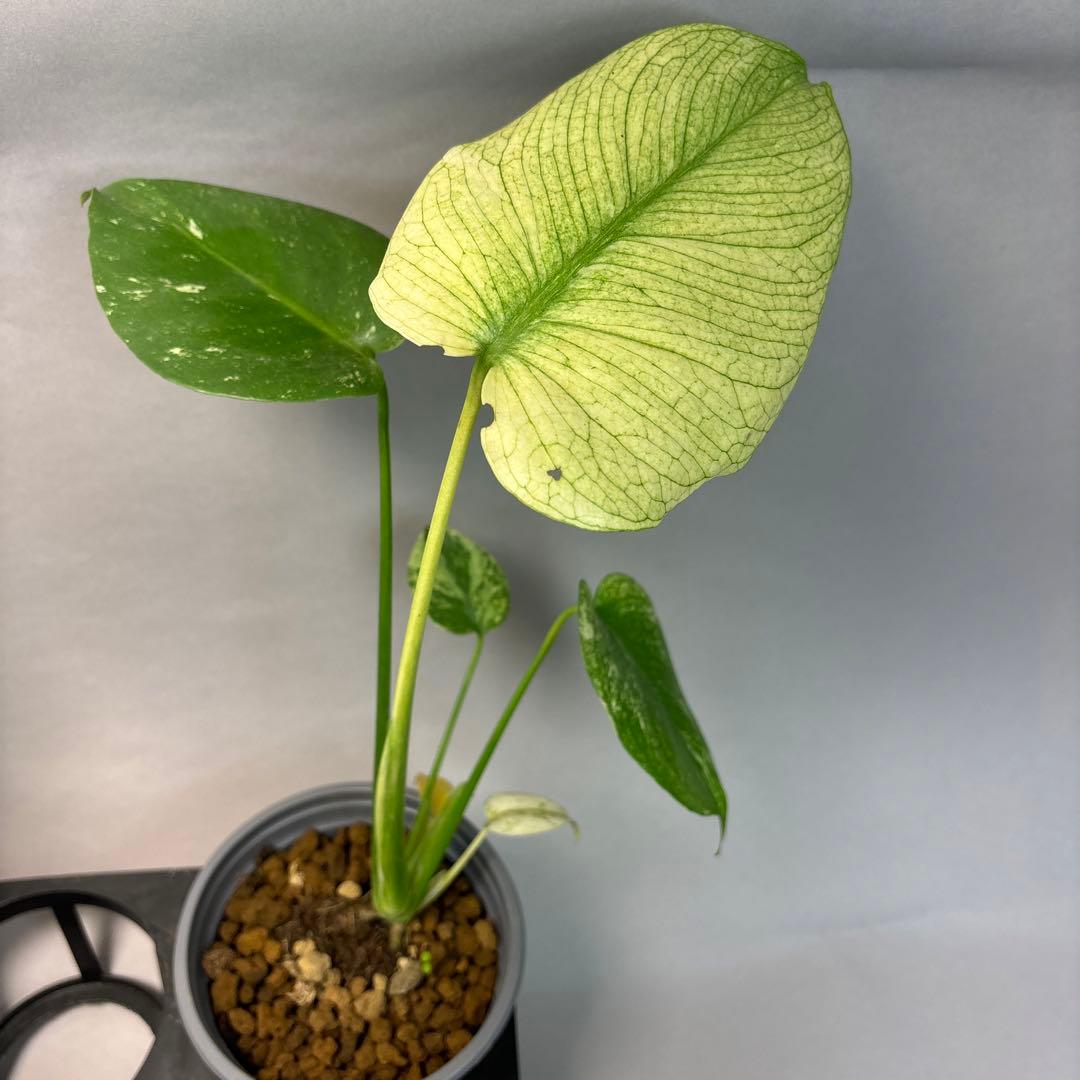 Z*O様 5株セットms15【特別選抜】ホワイトモンスター／天津蘭 モンステラ斑