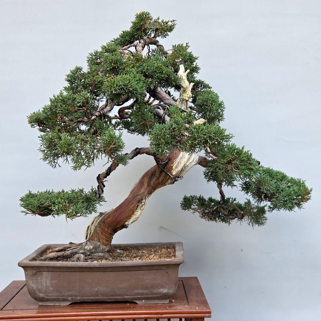 真柏　[模様木]　大品盆栽