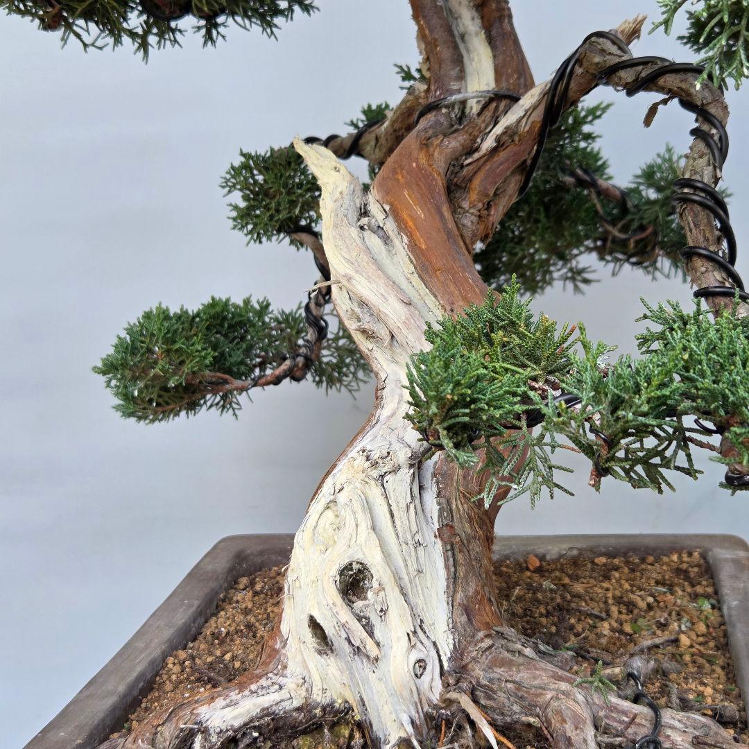 真柏　[模様木]　大品盆栽