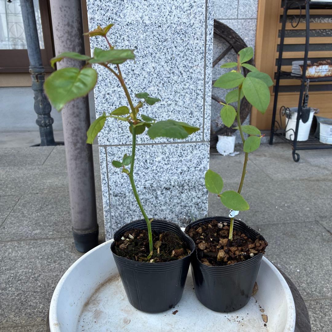 バラ苗　購入前にコメント