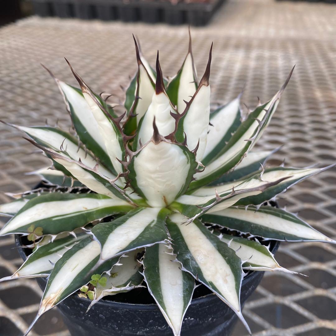 アガベ　ホリダ白中斑入　極上