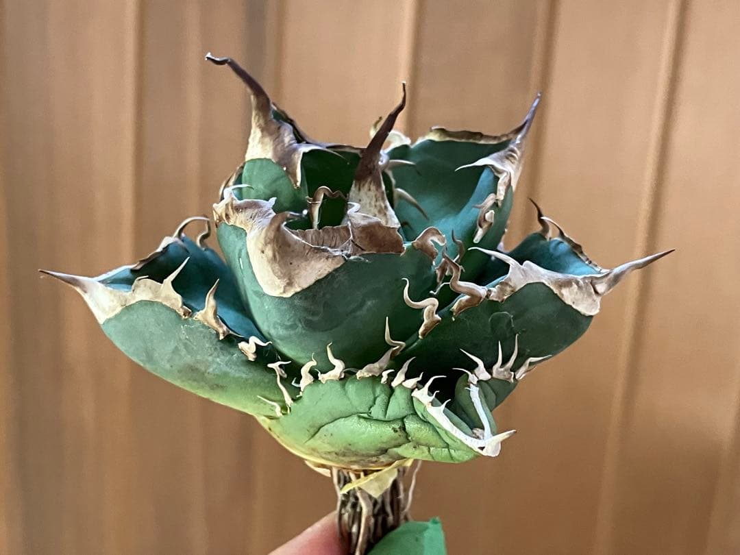 【CR7】速達　超選抜　特大　太棘　長棘　アガべ　チタノタ　雲雀　TC