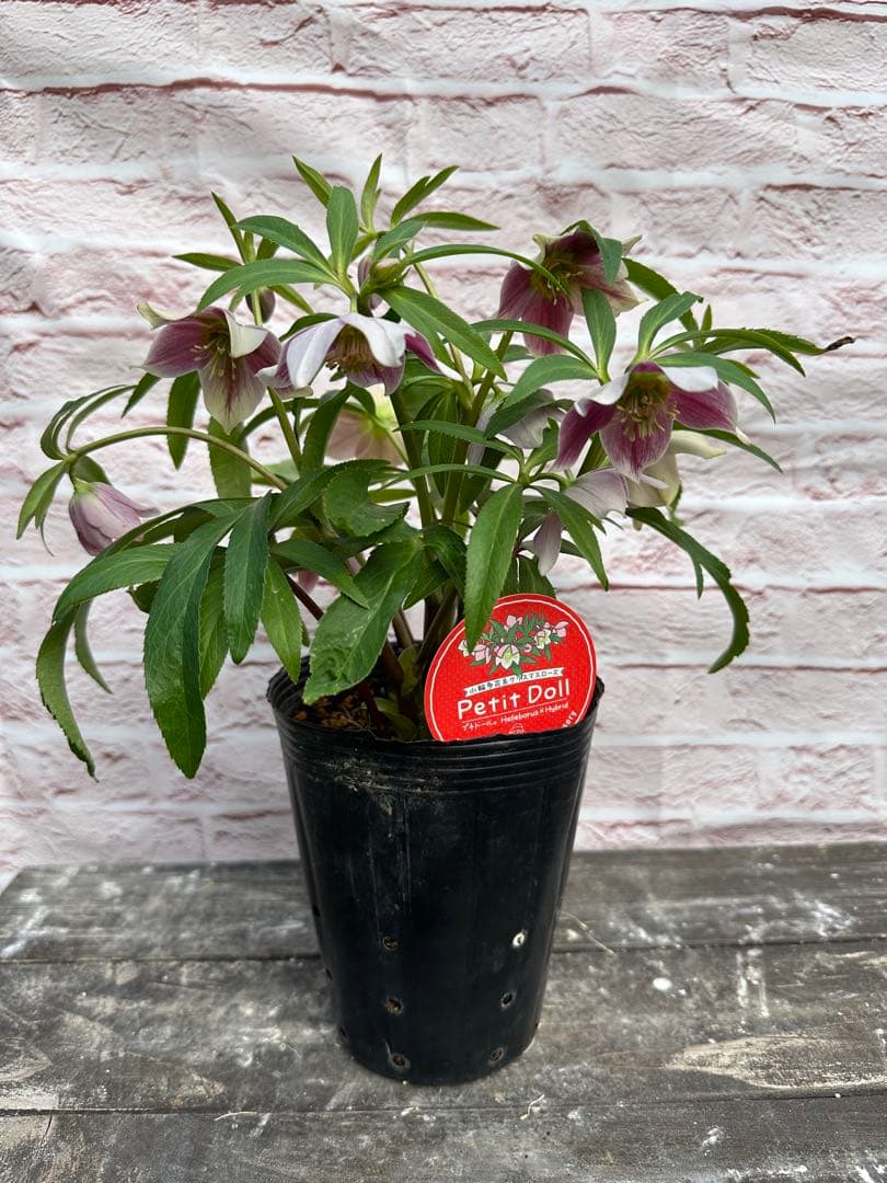 クリスマスローズ　プチドール　横山園芸　開花株