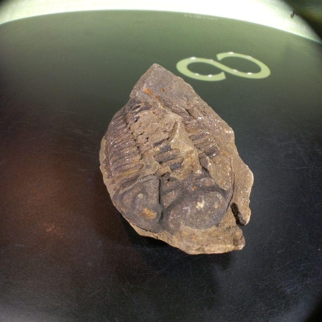 三葉虫　化石　fossil　ボリビア産　trilobite　ノジュール判別①
