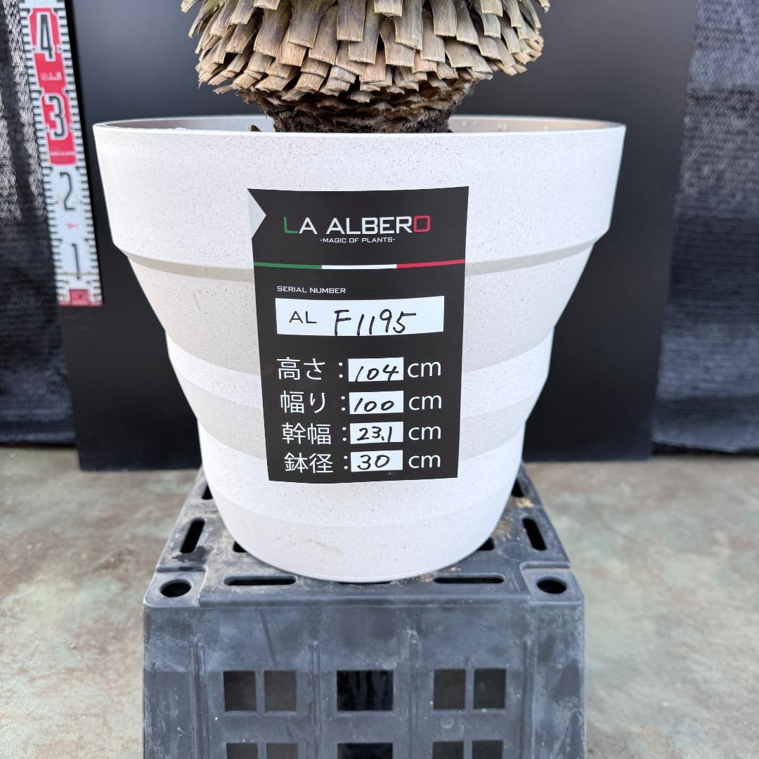 【AL-F1195】ユッカ　ロストラータ　超美形　超極太　シルバーブルー