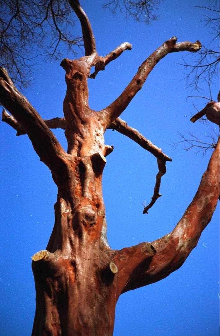 KONICA C35 ブラック　整備品、テスト撮影済み　361457