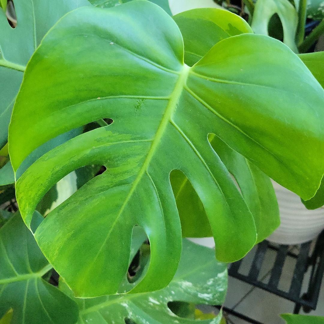 斑入りモンステラ　グリーンオングリーンデリシオーサ