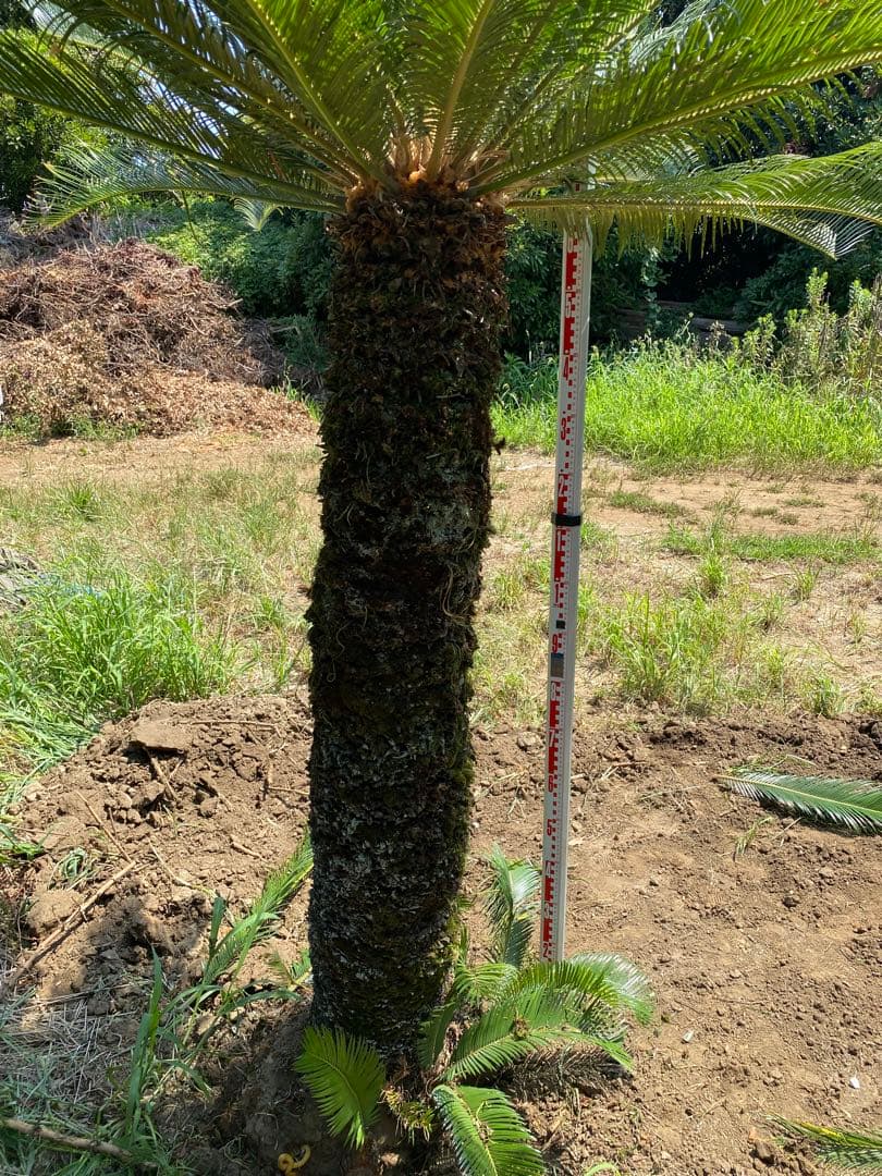 Porco様用。蘇轍　ソテツ　幹高1700引き取り限定