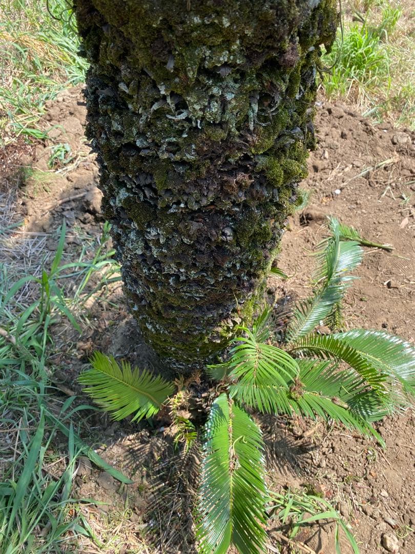 Porco様用。蘇轍　ソテツ　幹高1700引き取り限定
