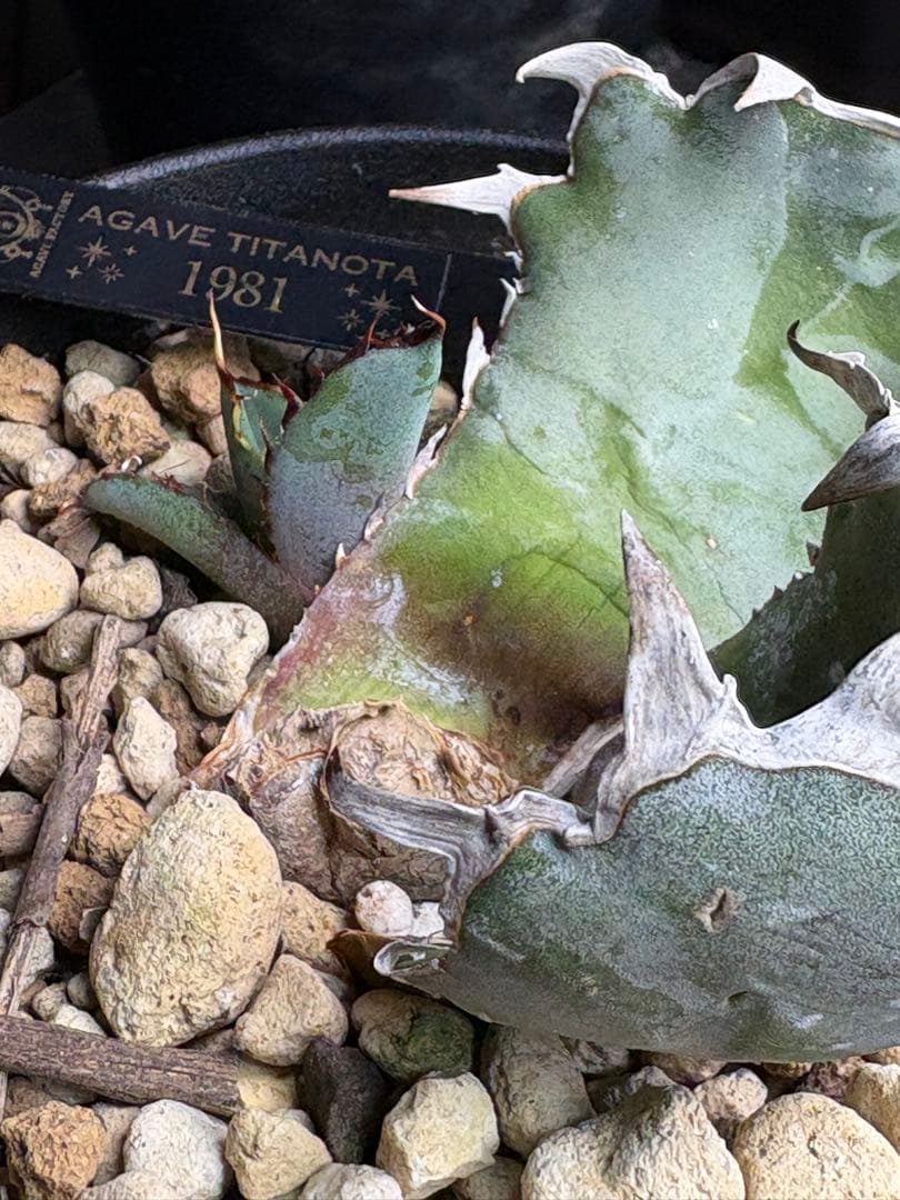 アガベチタノタ　1981 子株