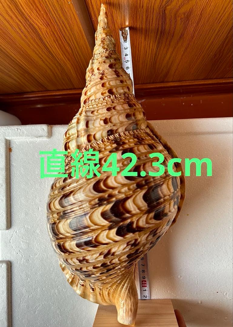 法螺貝　45.5cm 蓋付(直線42.3)