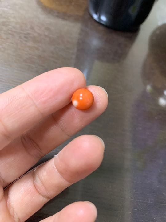 本珊瑚　サンゴ