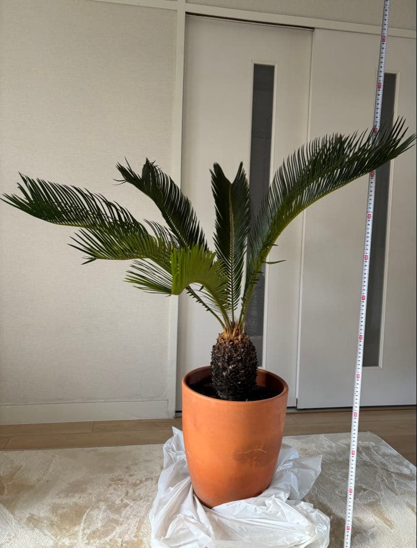 【美形】 蘇轍　ソテツ　　ドライガーデン