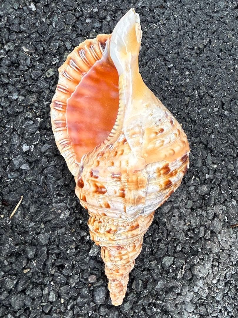 法螺貝　3個セット　32cm 32cm 30cm