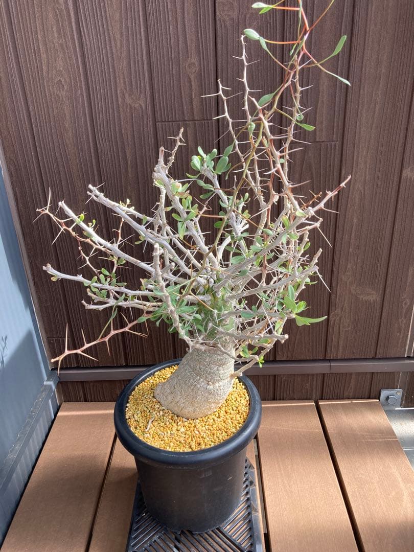 大型株 菊鉢８号 フォークイエリア コルムナリス 観峰玉 現地球