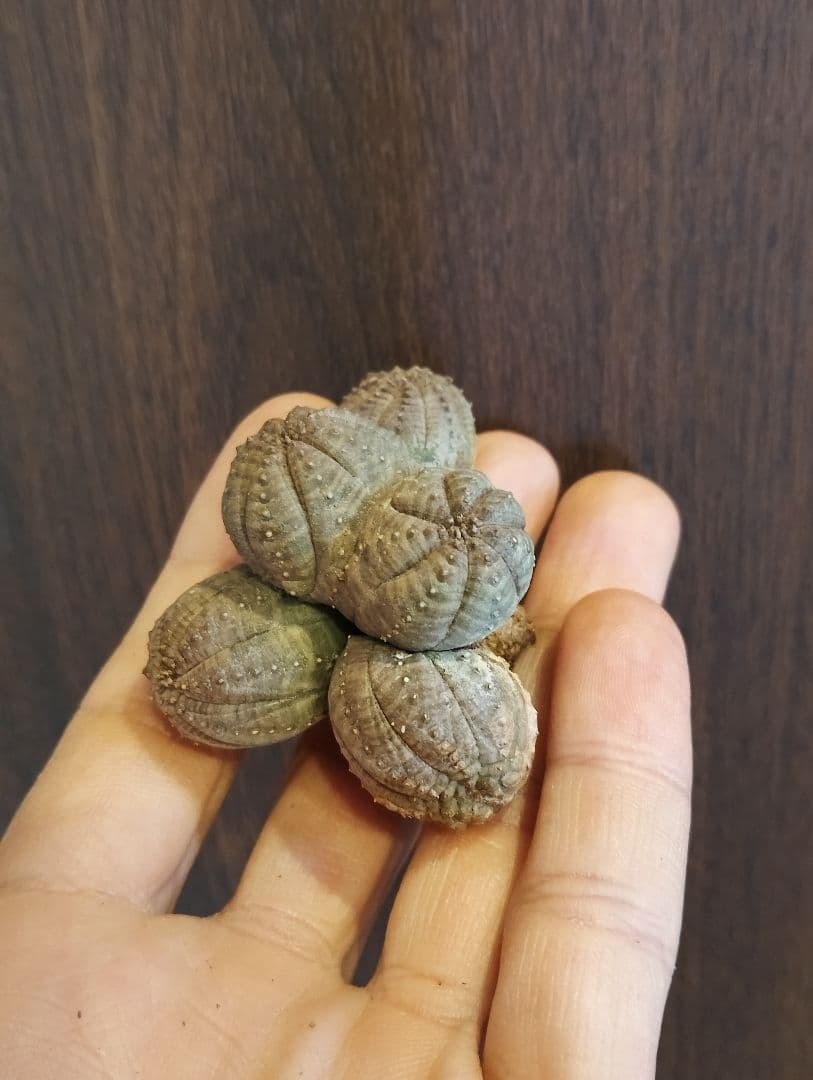 希少 ユーフォルビア オベサ 多頭 ダブルベッド