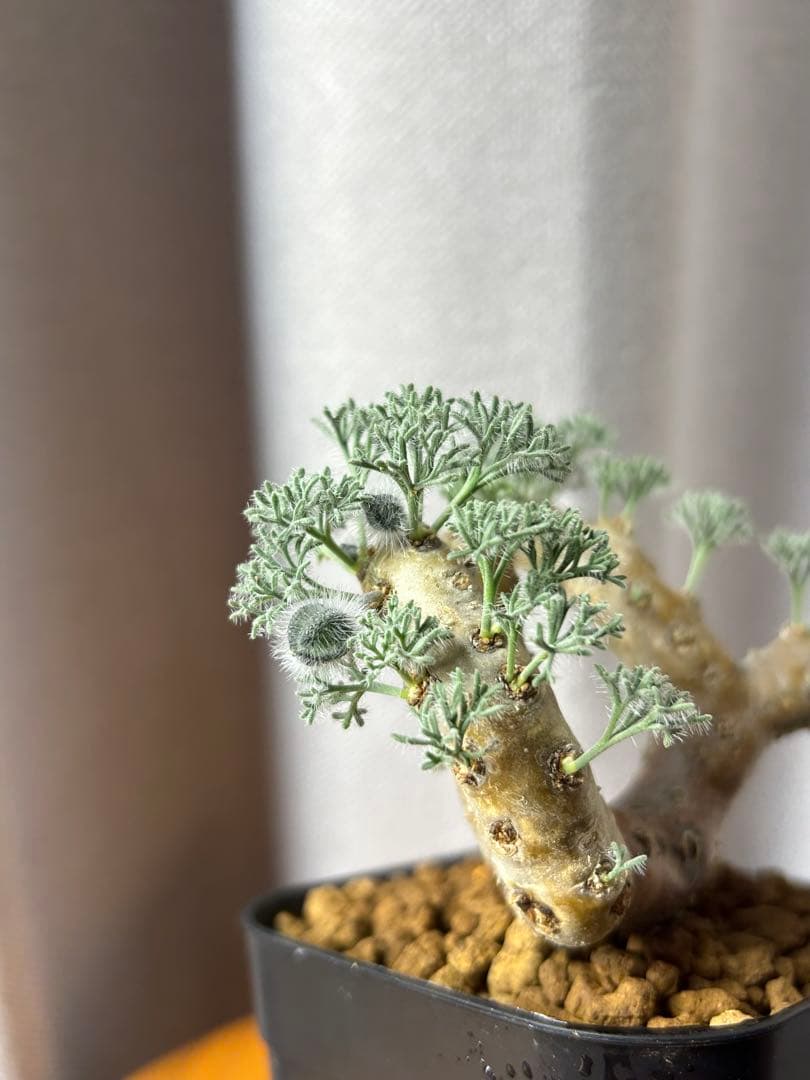 良型発根2サルコカウロン ムルチフィズム モンソニア ムルチフィダペラルゴニウム