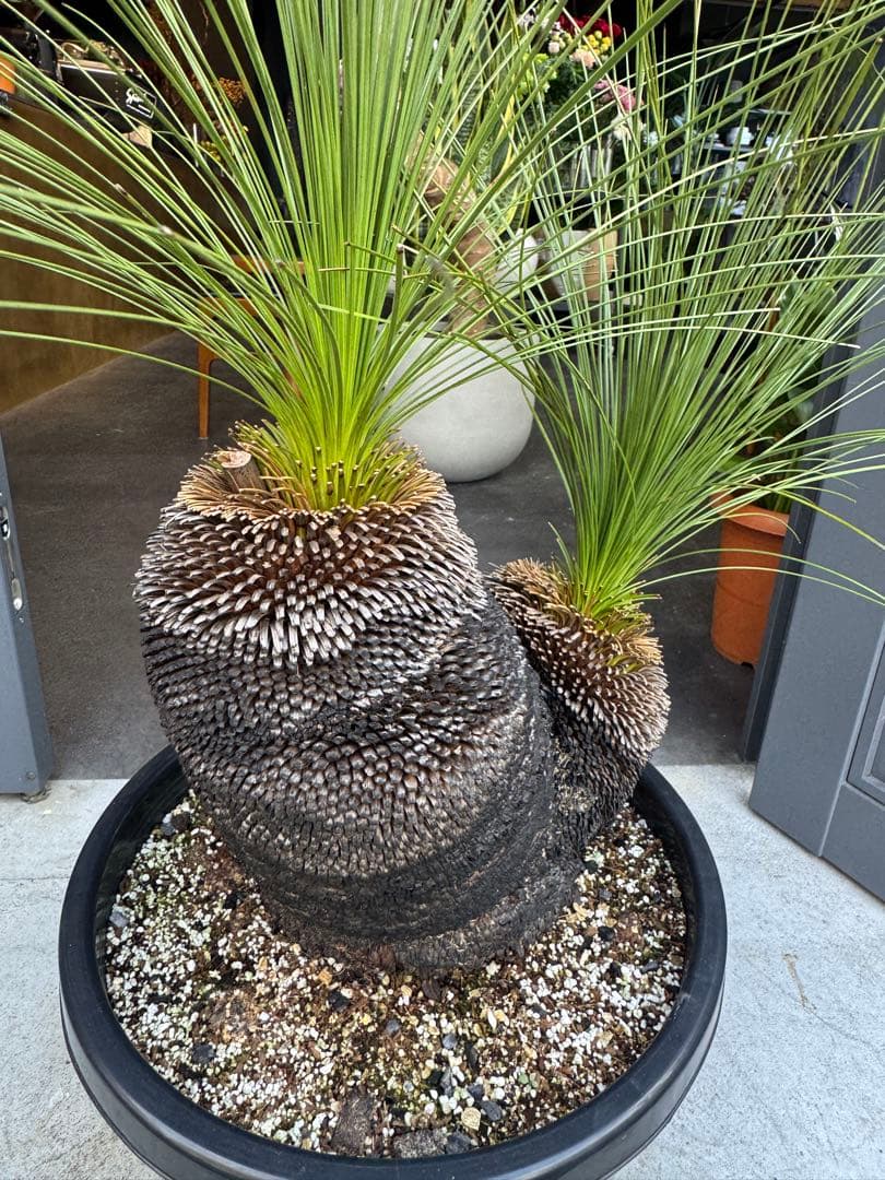 分頭　クサントロエア　ジョンソニー　ブラックボーイ