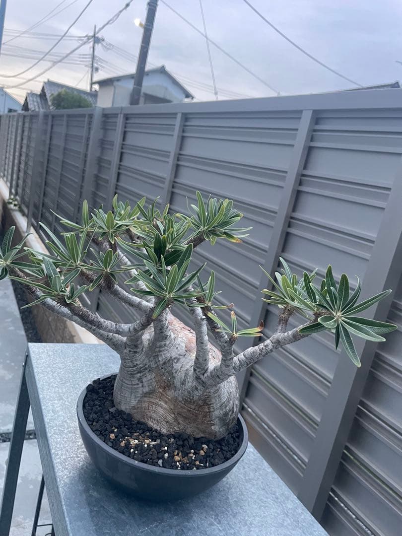 発根済　パキボディウムグラキリス大株