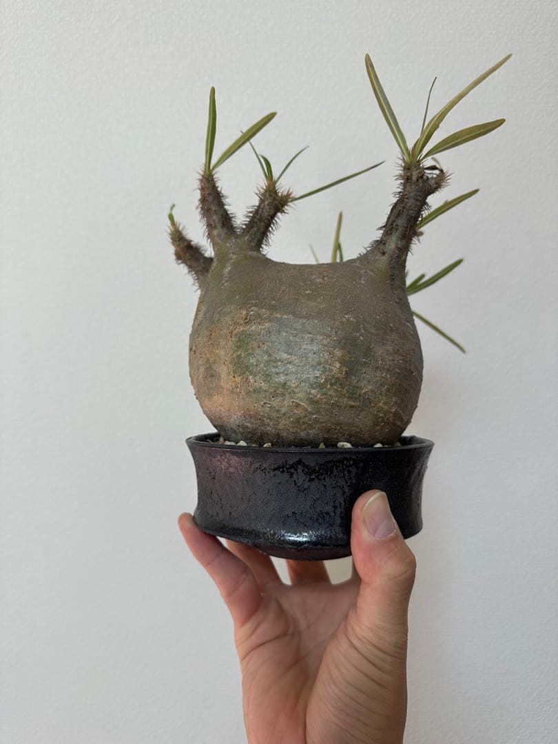 パキポディウム　グラキリス　たけろうポット