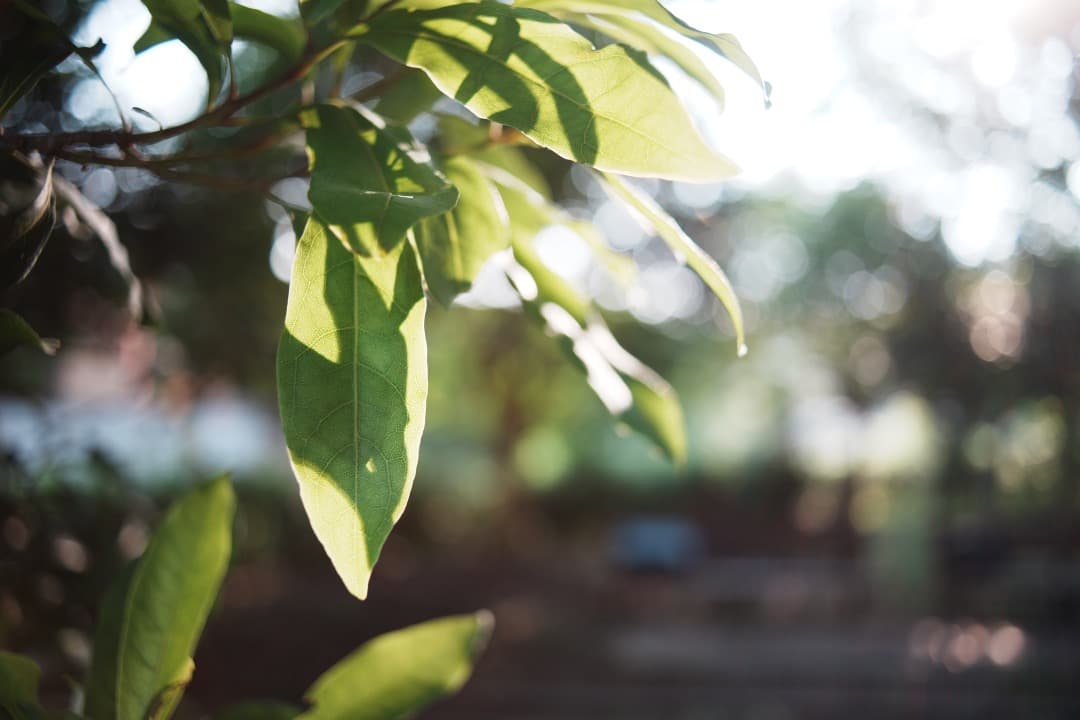レンズ(単焦点) CONTAX Carl Zeiss distagon 28mm F2.8 432
