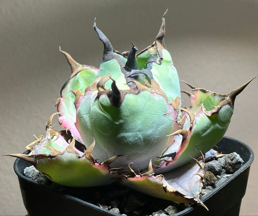 nk　リクエスト出品　鰐亀錦　BB錦　TC 匿名配送